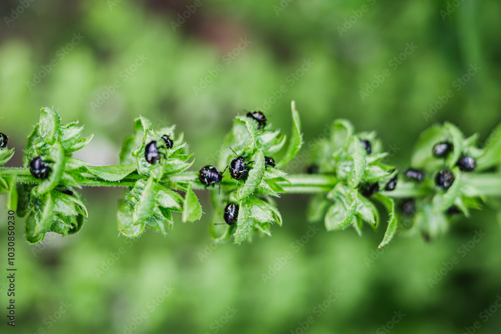 Fresh Green Basil with Dried Spices and Beetles as Pests on Mediterranean Organic Ingredients Fresh Green Basil with Dried Spices and Beetles as Pests on Mediterranean Organic Ingredients