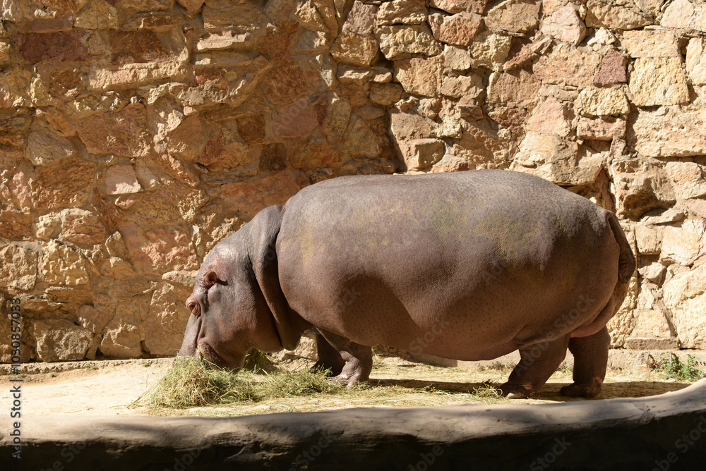 Hippopotamus, african wild animal walks. Hippo Hippopotamus, african wild animal walks. Hippo