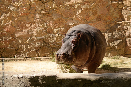 Photography Hippopotamus, african wild animal walks. Hippo