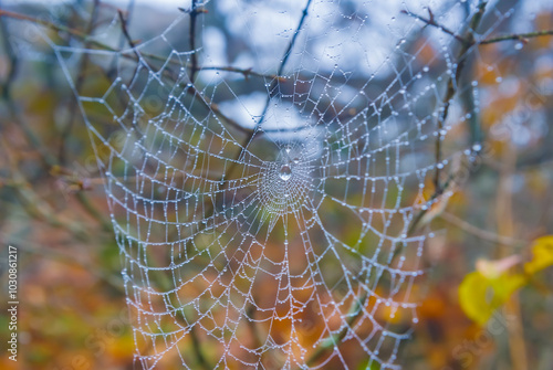 closeup wet spider web on tree branch in autumn forest, beautiful natural season background