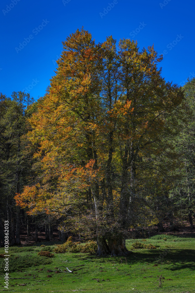 Beech tree with foliage of the bright colors of autumn. Beech tree with foliage of the bright colors of autumn.