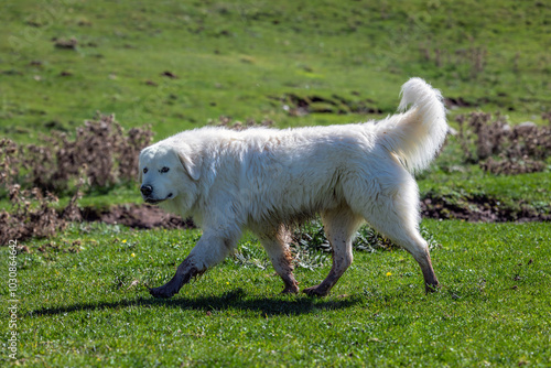 The Maremma Sheepdog, known both as the Maremma Sheepdog and the Abruzzese Sheepdog, is an Italian dog breed of the shepherd and cattle breed group, originating from the Apennines of central Italy