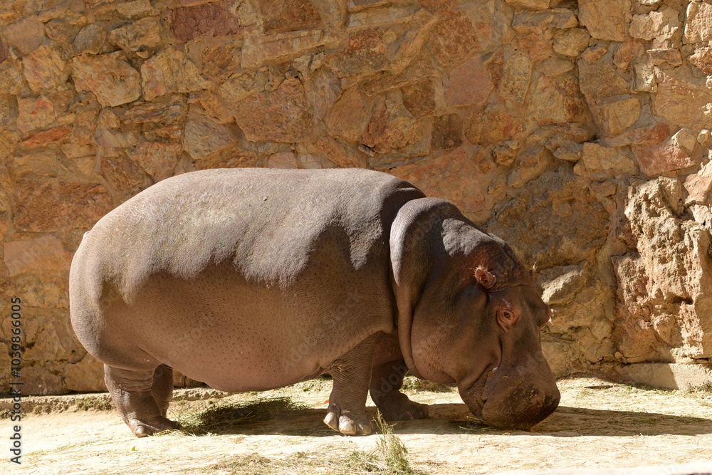 Hippopotamus, african wild animal walks. Hippo Hippopotamus, african wild animal walks. Hippo