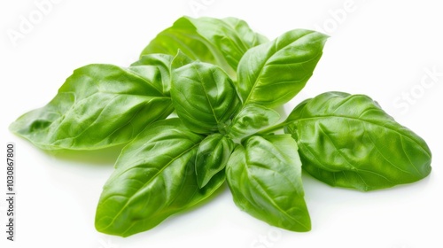 Fresh Basil Leaves - Culinary Herb for Italian Cuisine