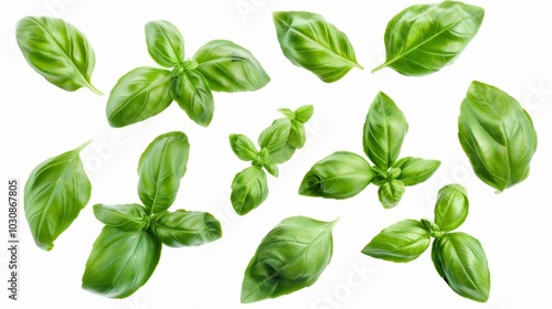 Fresh Basil Leaves: A Culinary Herb