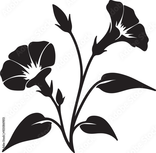 Dwarf morning glory flower silhouette vector art illustration. Isolated on transparent background