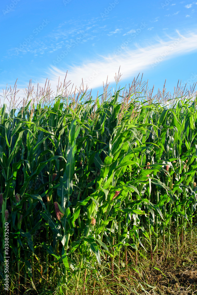Obraz premium Plantación de maíz y nube en el cielo
