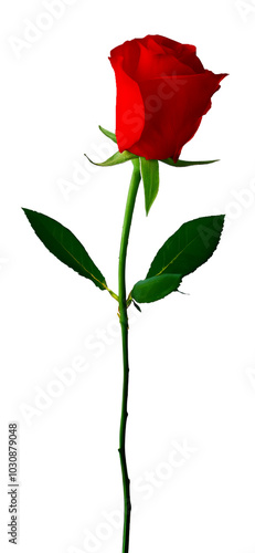 Red rose on transparent background.