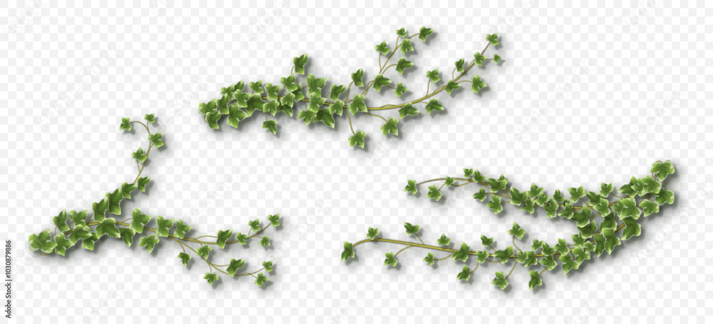 Ivy vines with lush green leaves. Hedera trailing branches isolated on a grey background. Vector illustration.
