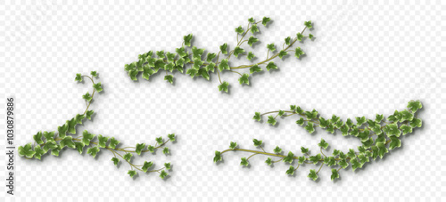 Obraz na płótnie Ivy vines with lush green leaves. Hedera trailing branches isolated on a grey background. Vector illustration. w salonie