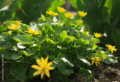 spring flower