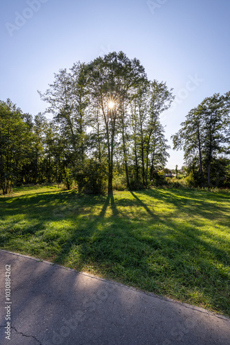 A tree casts a shadow on the ground, with the sun shining brightly on it