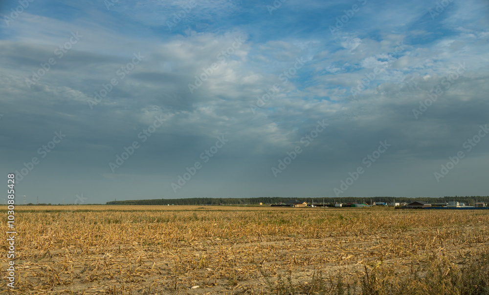 Obraz premium A field of corn is shown with a cloudy sky in the background