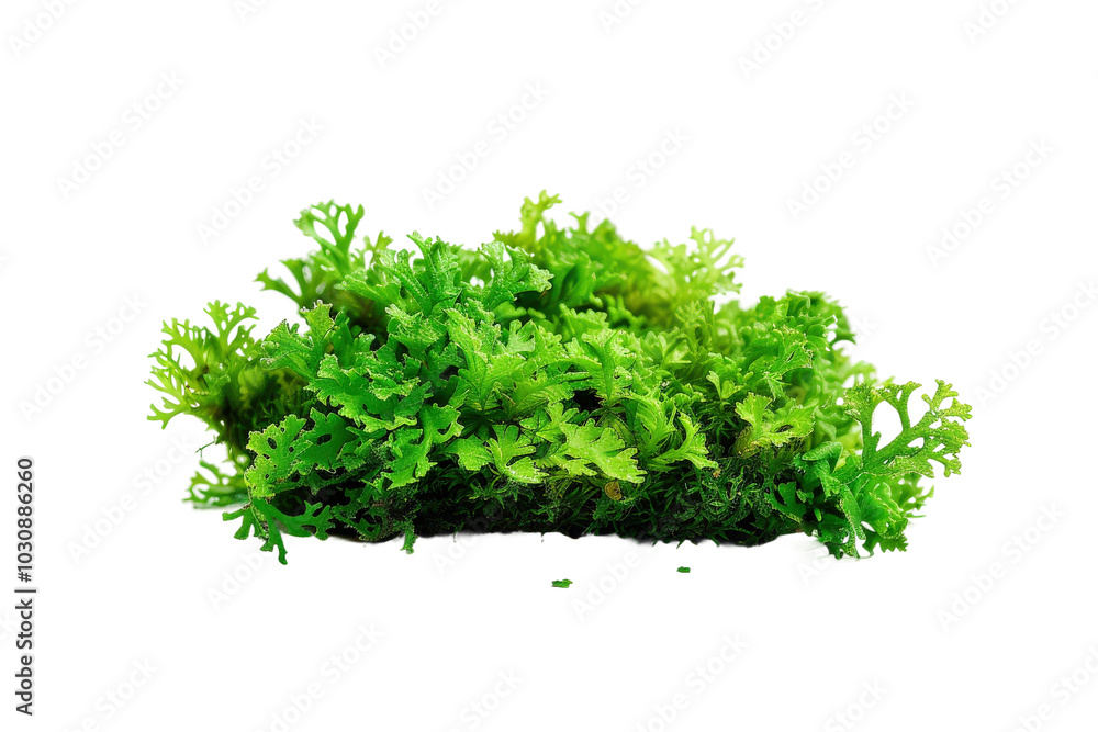 Close-Up of Vibrant Green Moss with Dense Cluster Close-Up of Vibrant Green Moss with Dense Cluster