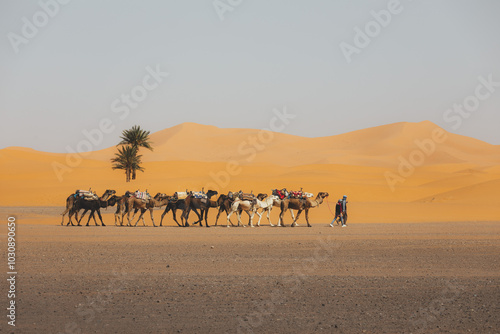 Caminando por el desierto photo