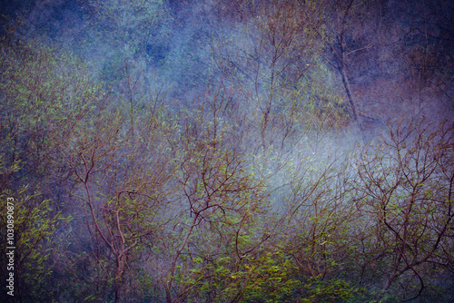 fotografia de arvore, chuva, abstrato em tarde de verão