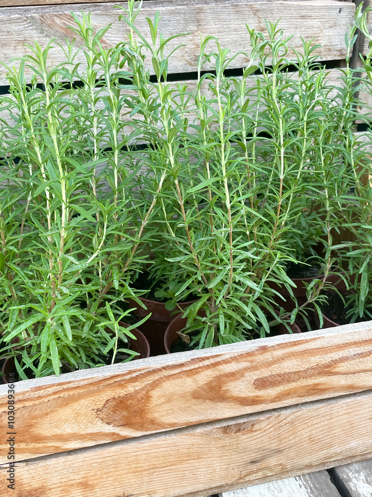 Rosemary is a plant used in aromatherapy, medicine and cooking. Rosemary is a plant used in aromatherapy, medicine and cooking.