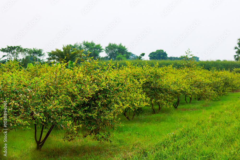 Fototapeta premium Ziziphus mauritiana fruit garden in bangladesh