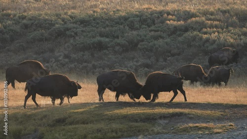 Bison head butting and pushing each other around in Yellowstone. photo