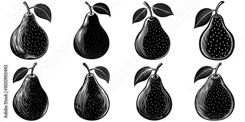 line art vector illustration collection of pear with wood cutting style. isolate on a white background. SVG and PNG
