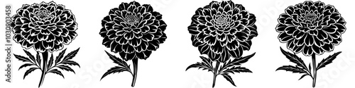 line art vector illustration collection of marigold with wood cutting style. isolate on a white background. SVG and PNG
