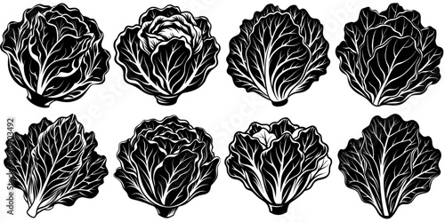 line art vector illustration collection of lettuce with wood cutting style. isolate on a white background. SVG and PNG
