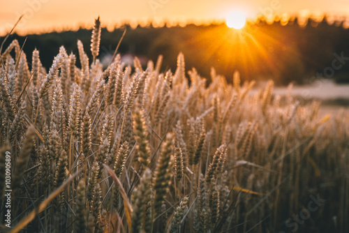 wheat field at sunset 