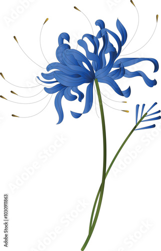 A light blue flower on a white background is an isolated Closeup. big shaggy flower. for design. Dahlia., Chrysanthemum flower