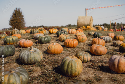 pumpkins on a farm