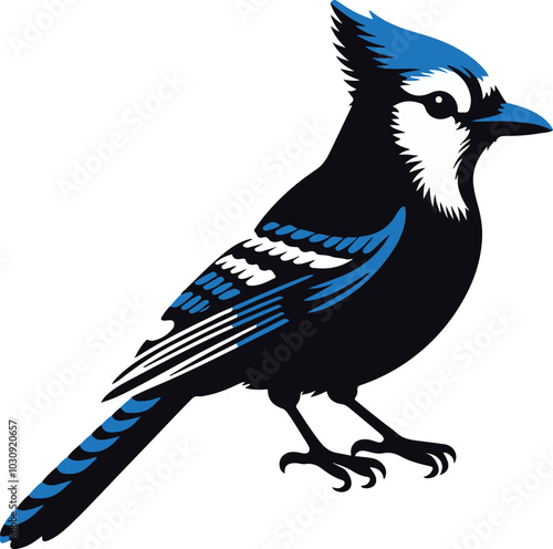 Beautiful Blue Jay Bird vector silhouette