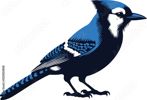 Beautiful Blue Jay Bird vector silhouette
