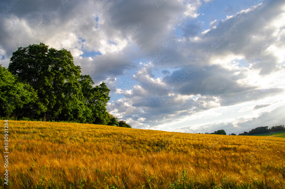 Fototapeta premium A field of ripe grain and green trees.