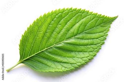 Green leaf on white background