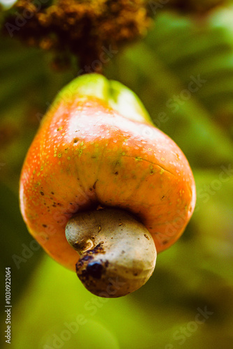 Lindo amadurecer de um caju no pé