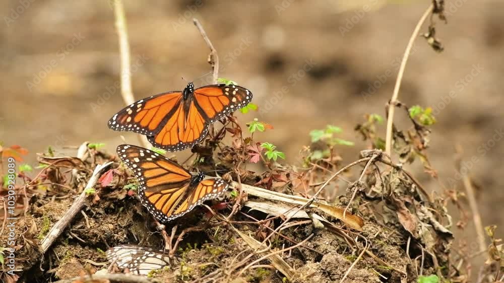 Monarch butterflies (Danaus plexippus) fluttering between the branches of bushes and sipping in a forest in the state of Michoacan, Mexico. Monarch butterflies (Danaus plexippus) fluttering between the branches of bushes and sipping in a forest in the state of Michoacan, Mexico.