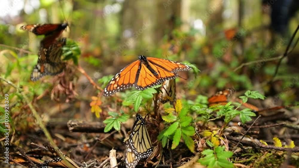 Monarch butterflies (Danaus plexippus) fluttering between the branches of bushes and sipping in a forest in the state of Michoacan, Mexico. Monarch butterflies (Danaus plexippus) fluttering between the branches of bushes and sipping in a forest in the state of Michoacan, Mexico.
