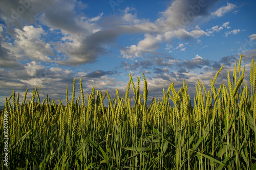 Fresh grain in the field. Natural shot