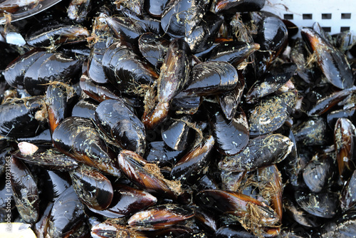 Close-Up of Fresh Black Mussels from Taranto, Italy – Premium Mediterranean Seafood