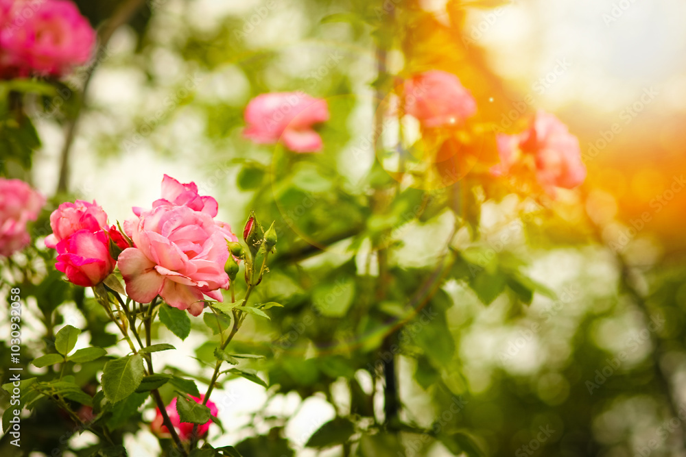 Rose flowers on the nature background Rose flowers on the nature background