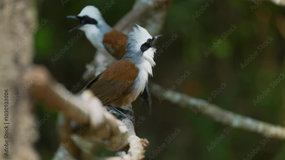 White-crested Laughing Thrush on branch birdwatching in the forest. White-crested Laughing Thrush on branch birdwatching in the forest.