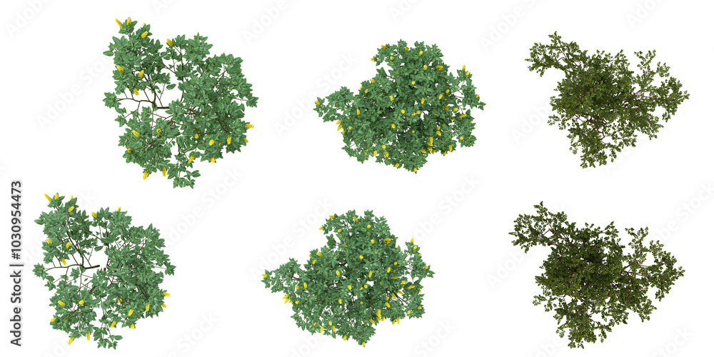 3d rendering of Pointleaf manzanita,Cytisus nigricans plants on transparent background from top view 3d rendering of Pointleaf manzanita,Cytisus nigricans plants on transparent background from top view