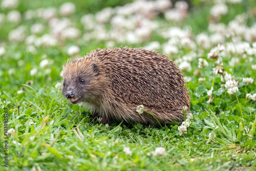 Hedgehog, close up on grass Hedgehog, close up on grass