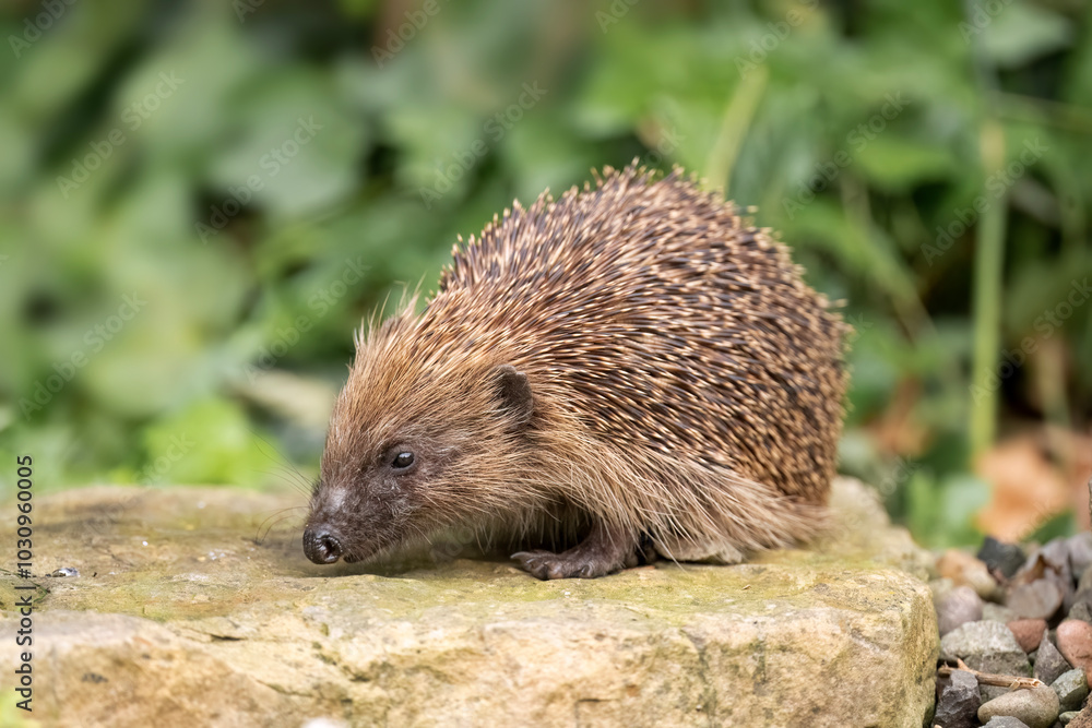 Hedgehog, on a large rock beside a pond Hedgehog, on a large rock beside a pond