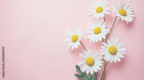 Minimal styled concept. White daisy chamomile flowers on pale pink background. Creative lifestyle, summer, spring concept. Copy space, flat lay, top view.