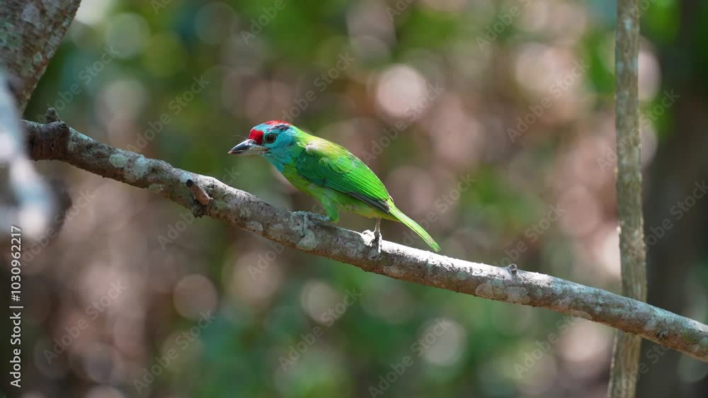 Blue-throated barbet on branch birdwatching in the forest. Blue-throated barbet on branch birdwatching in the forest.
