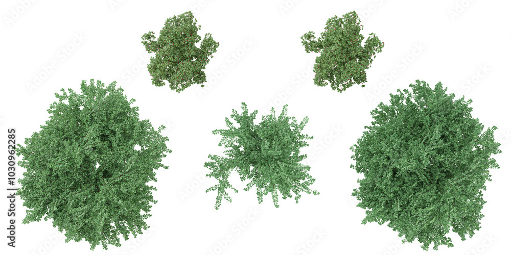 Cotoneaster franchetii,mucronata plants collection with realistic style from top view Cotoneaster franchetii,mucronata plants collection with realistic style from top view