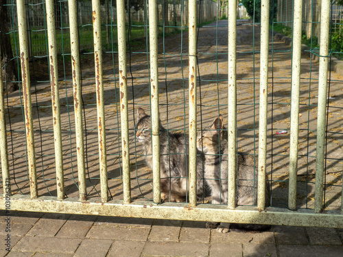 Cats are sitting behind the fence. Yard gray cats. Homeless animals.