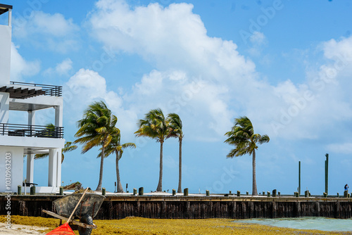 beach with trees and boats