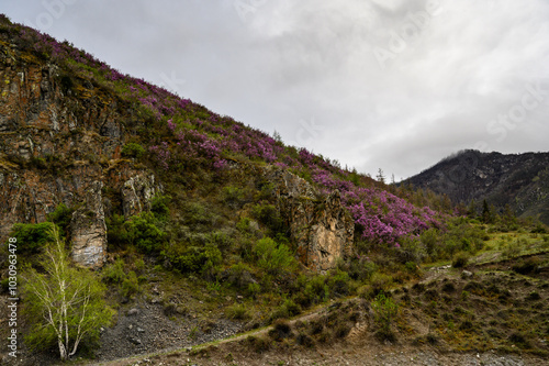 Rhododendron dauricum flowers. popular names bagulnik maralnik in Altai in spring season. photo