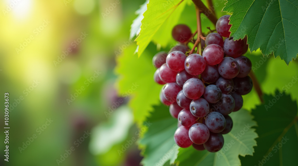 Fresh Purple Grapes on Vibrant Green Background and Wine Grapes in Vineyard for Healthy Living and Agricultural Concepts Fresh Purple Grapes on Vibrant Green Background and Wine Grapes in Vineyard for Healthy Living and Agricultural Concepts